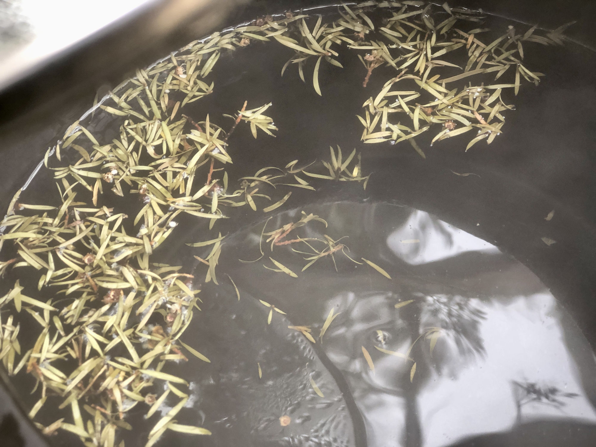 GastroGeography x Auckland Central