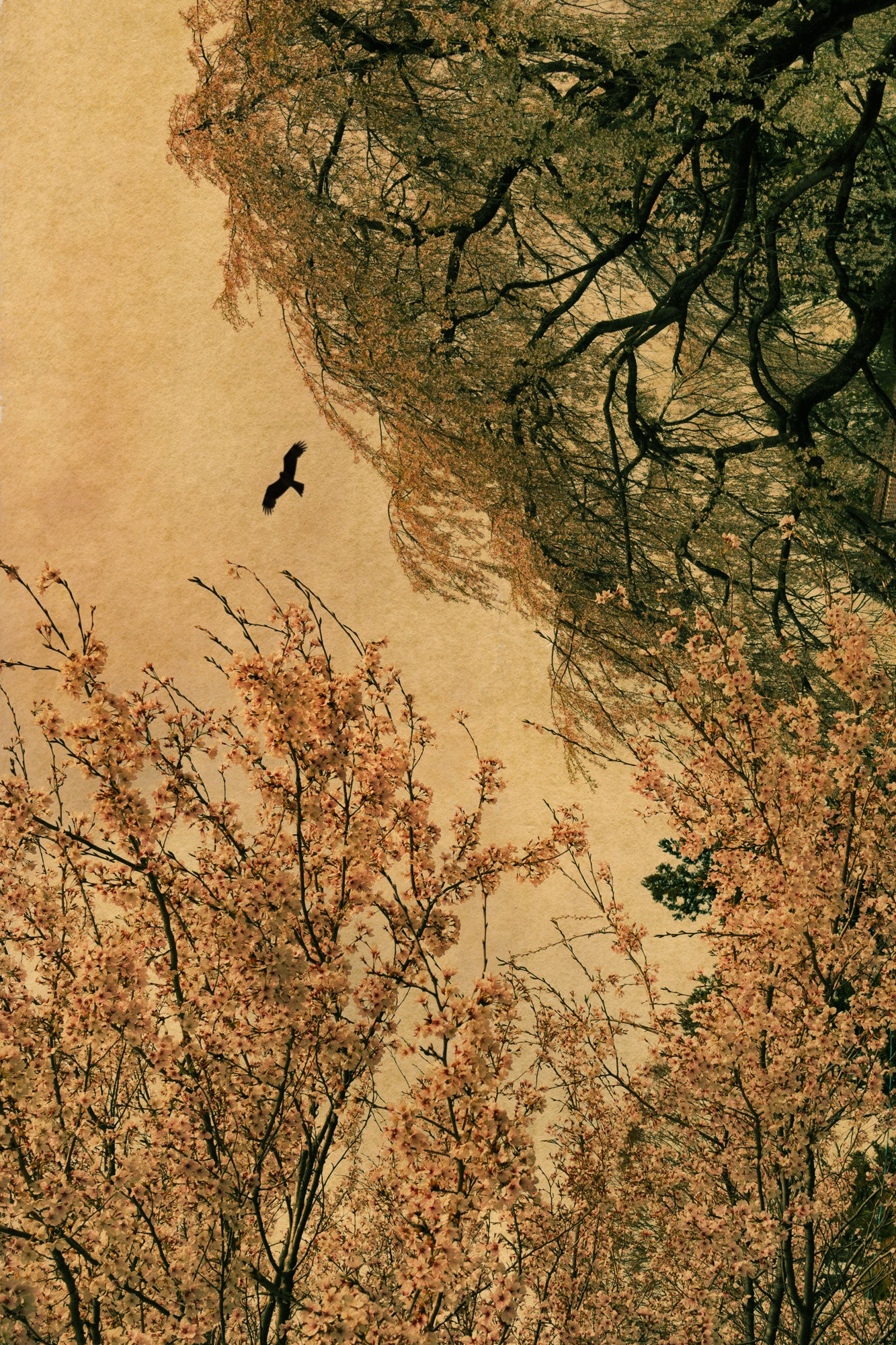 Albarrán Cabrera, The Mouth of Krishna, #210, 2013