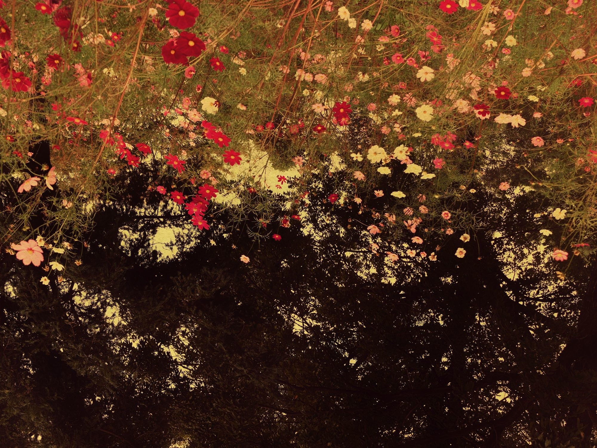 Albarrán Cabrera, The Mouth of Krishna, Tokyo, #532, 2016