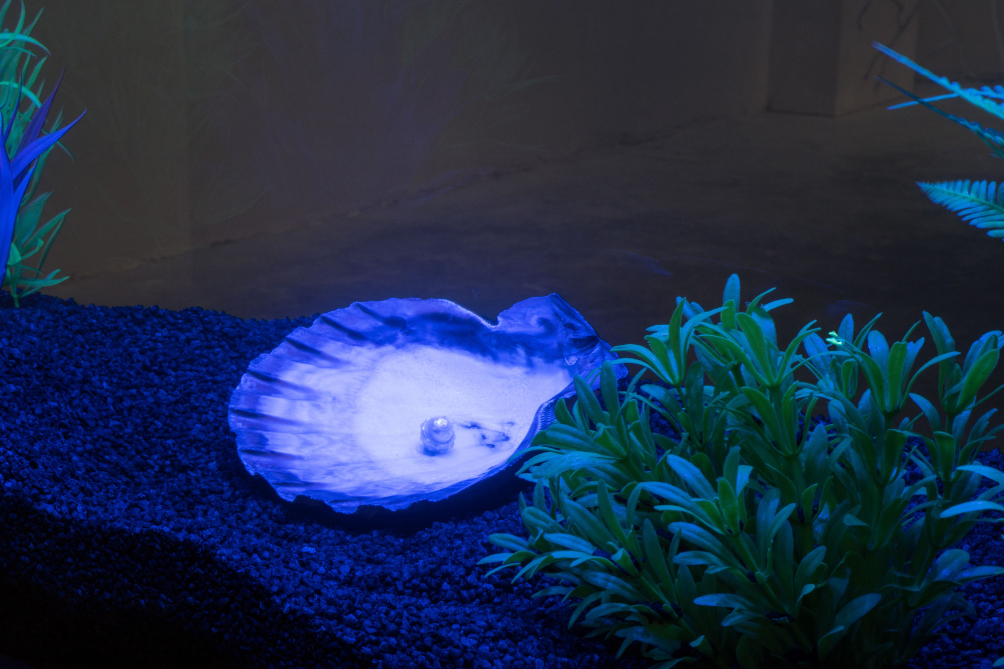 LIVING CONTENT: UNDER PRESSURE