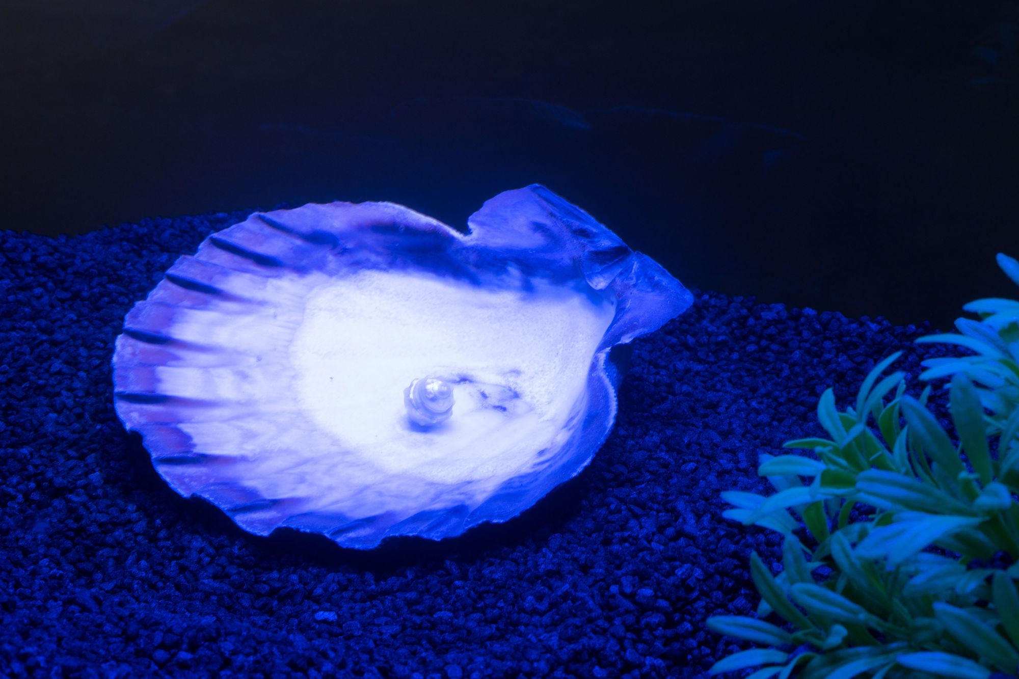 LIVING CONTENT: UNDER PRESSURE