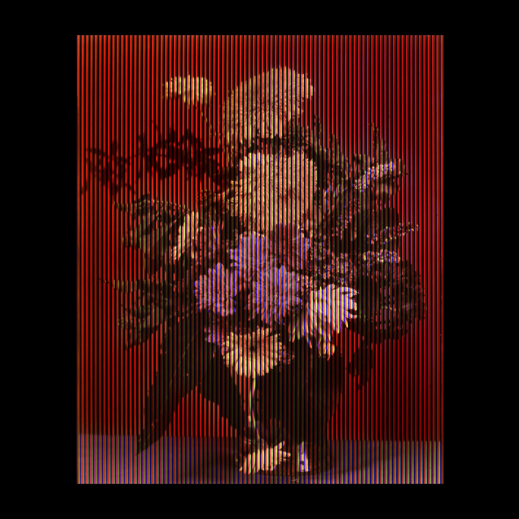 Margaretha Haverman, 1722, when Jacob Roggeveen landed on what is now Easter Island, soon after calling the Malvinas Belgia Australis, 2019