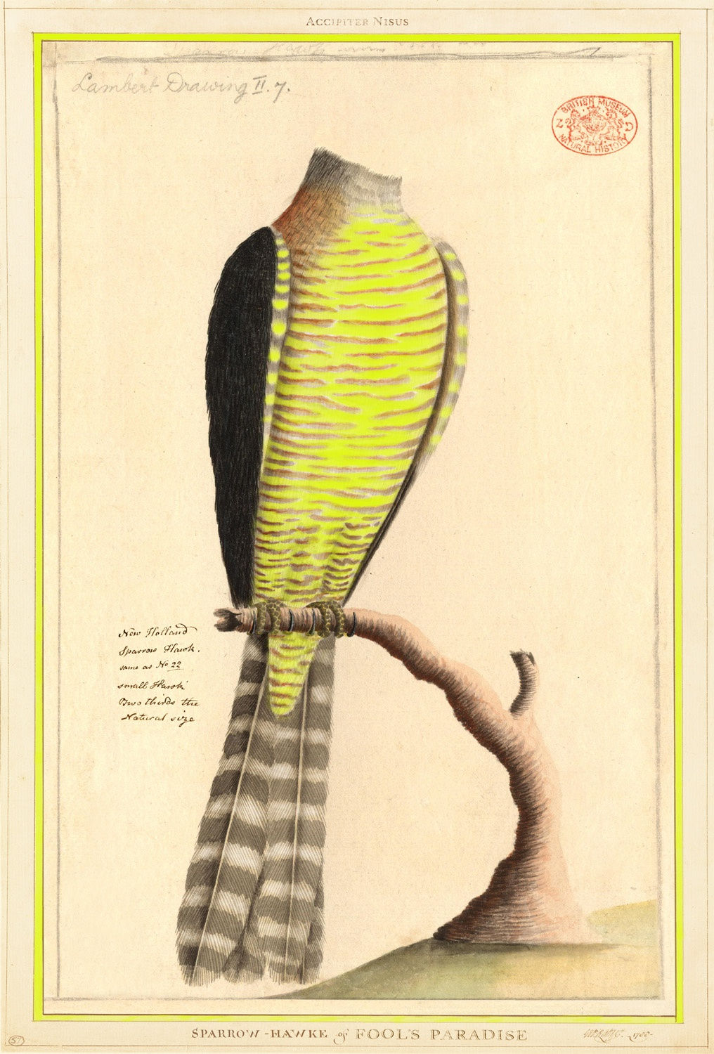 Joan Ross Fool’s Paradise, 2018 hand-coloured pigment print on rag paper 114 x 80. 5 x 4 cm (framed) edition of 8 + 2 AP