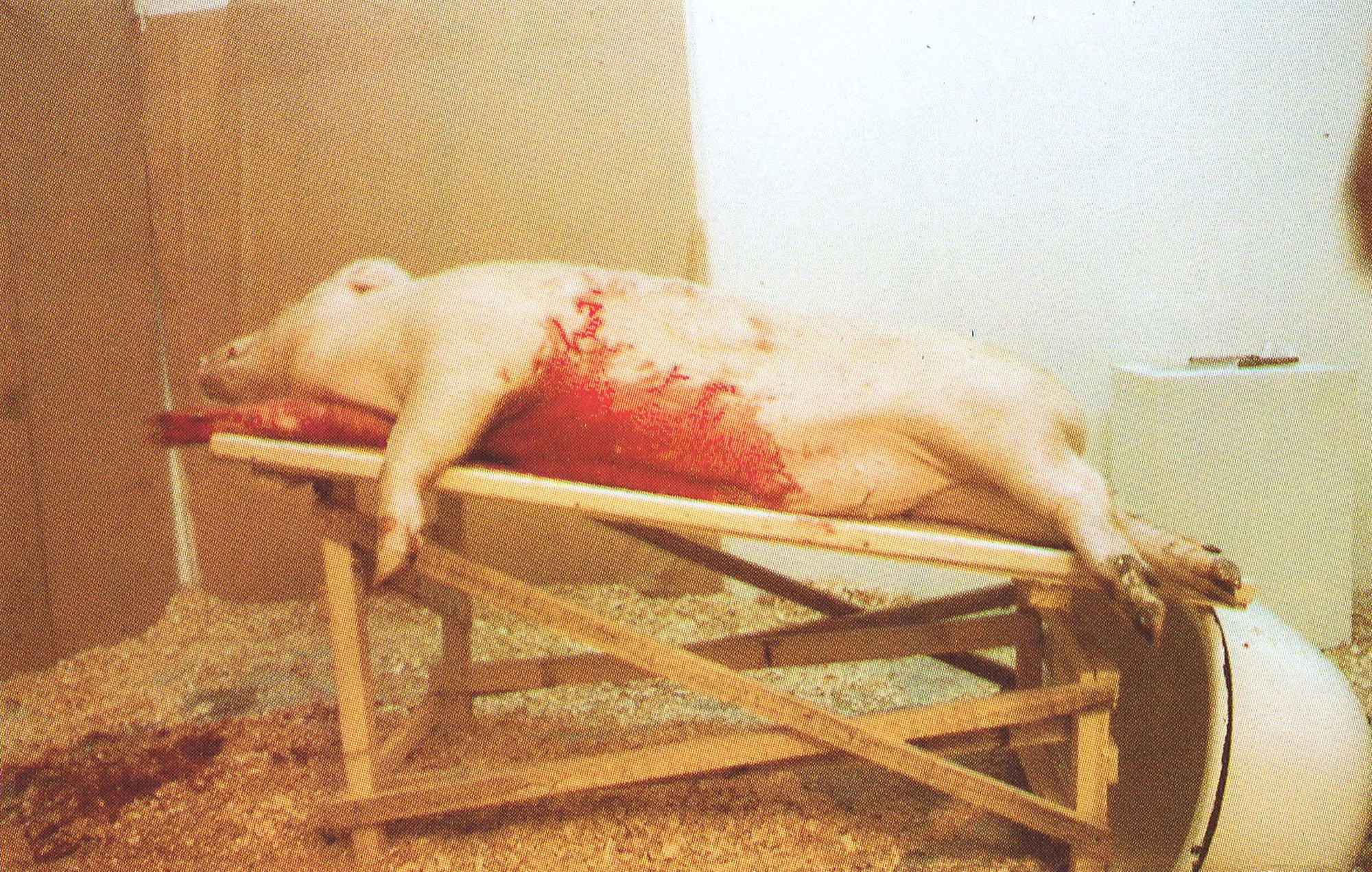 The Piggly Wiggly Makes Presents action is in progress. 18.20