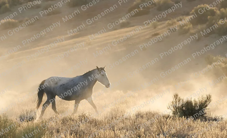 Free and Wild: Horses of the Numu