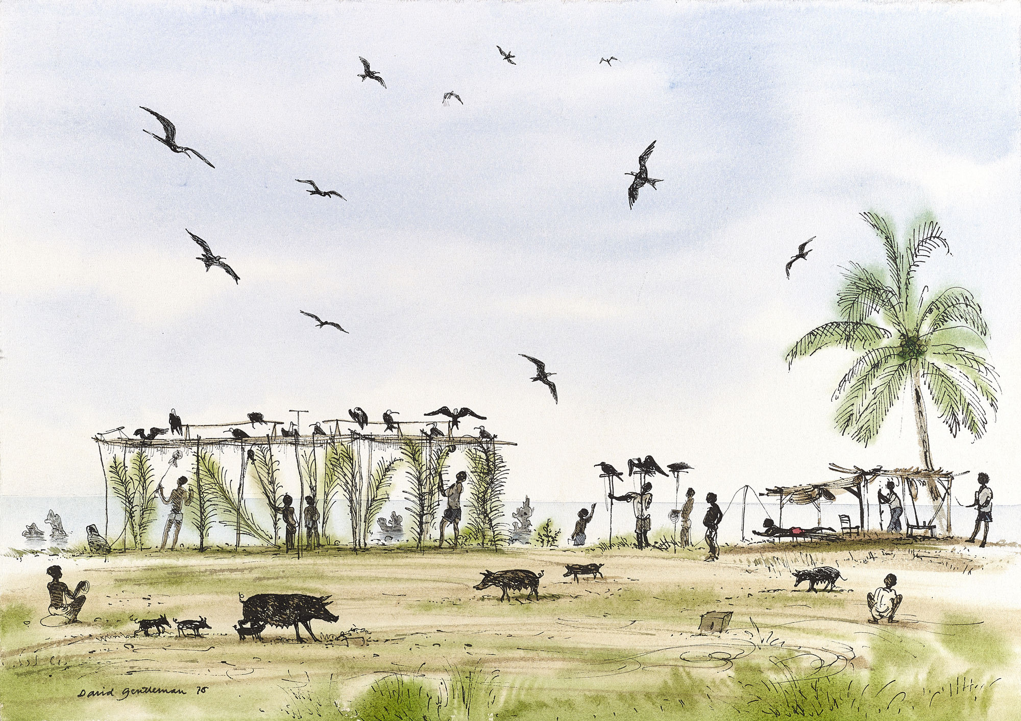 David Gentleman, Nauru: Anibare, frigate bird perch and pigs, 1976