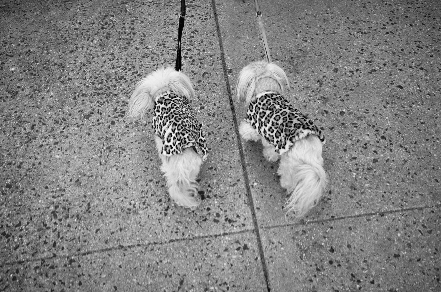 "DOG WALKING" NYC 2022 Picture by Phil Penman