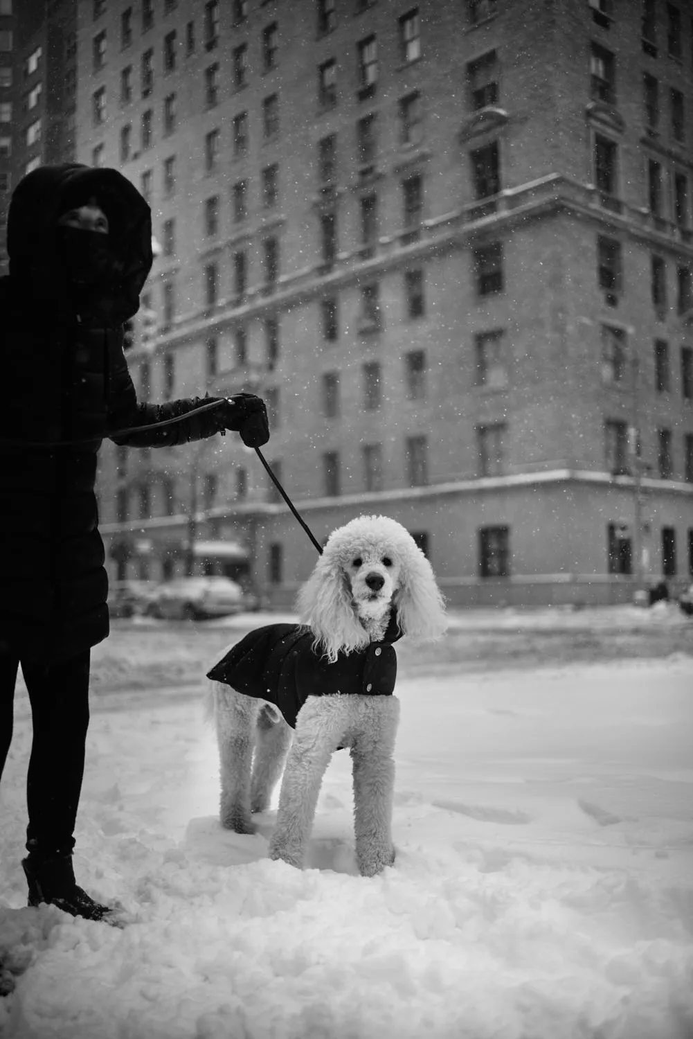 "PARK AVENUE DOG WALKER" NYC 2022 Picture by Phil Penman