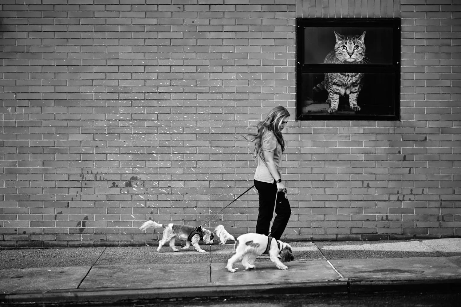 "MEGA CAT" NEW YORK CITY, 2021 Picture by Phil Penman