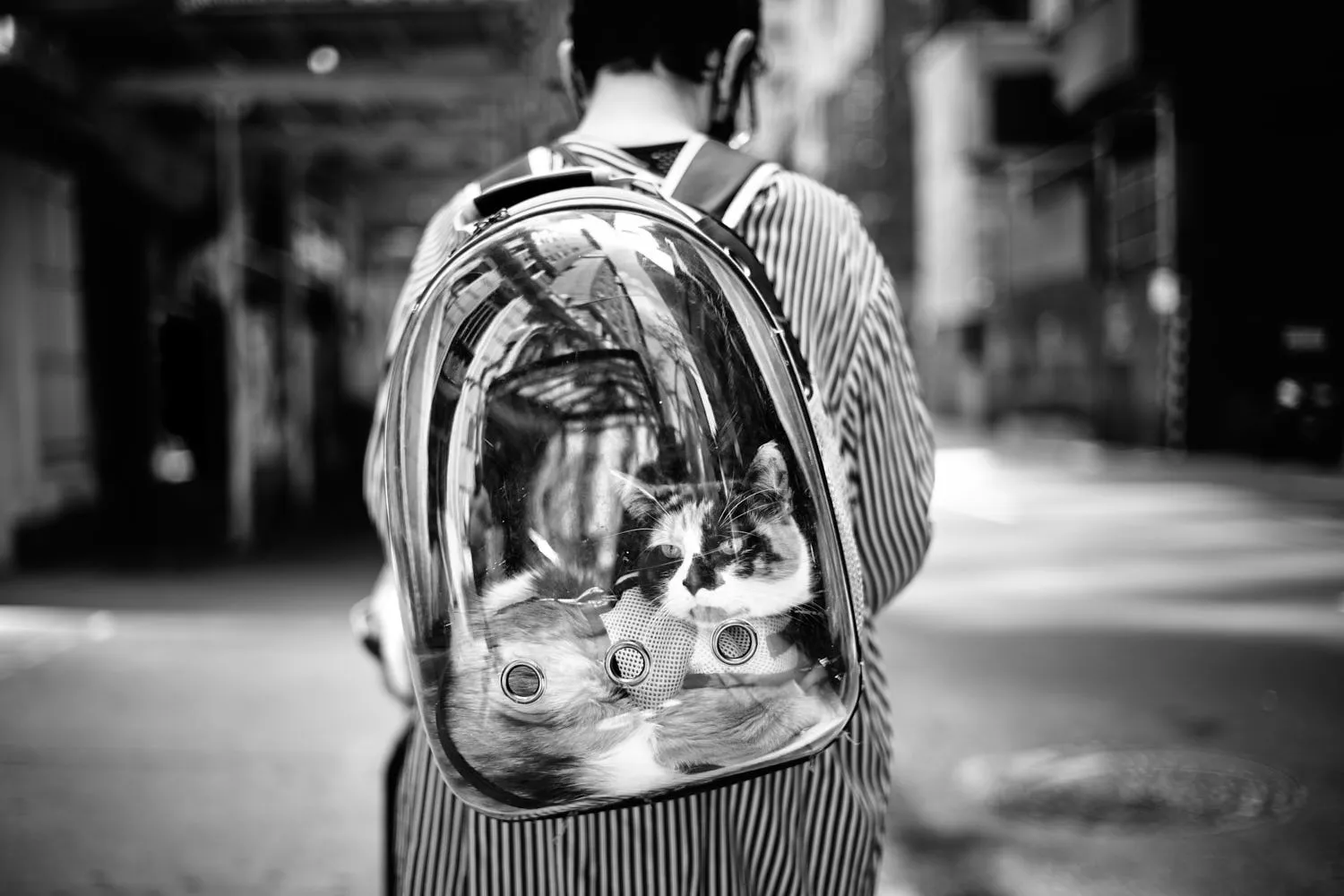 "CAT IN A BAG" NEW YORK CITY, 2021 Picture by Phil Penman