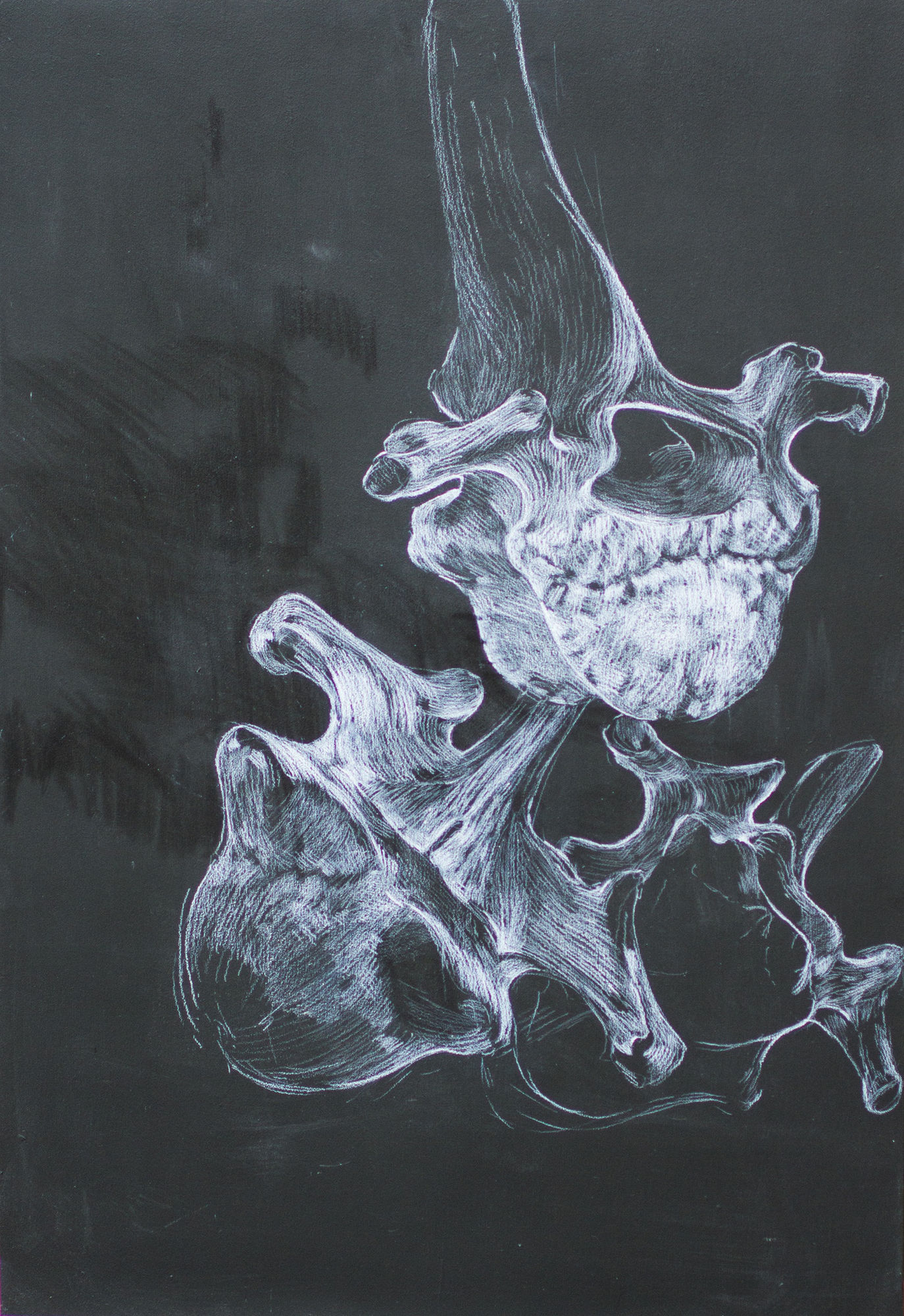 Bone Study I 2021 Chinagraph on Blackboard 73.5 x 50 cm