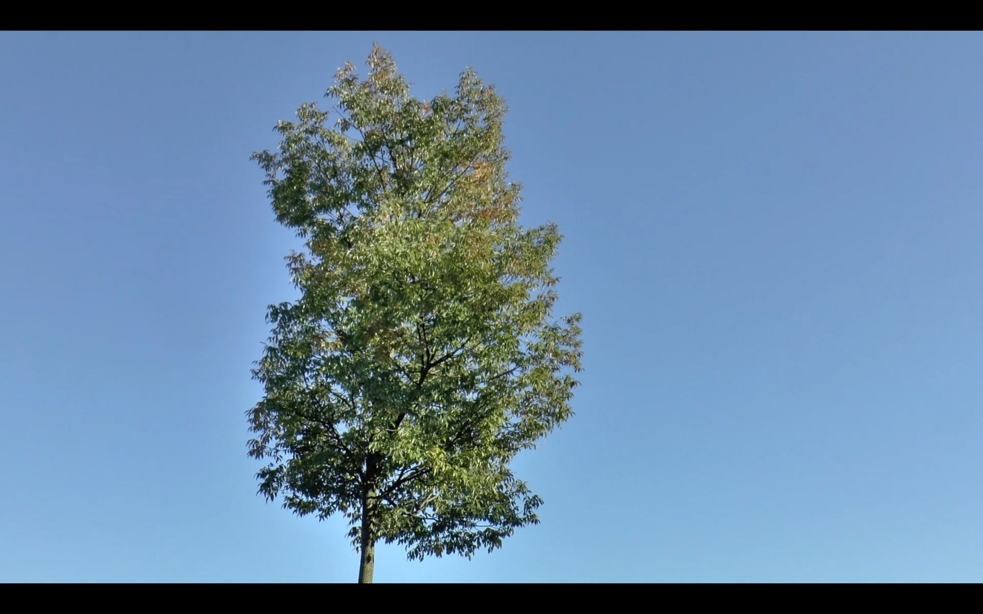 THE MASTER ACTS WITHOUT DOING ANYTHING, 2019