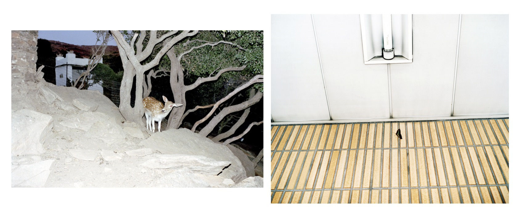 LOTTERMANN AND FUENTES Ping Pong, Frederike Helwig "Tokyo", 2001