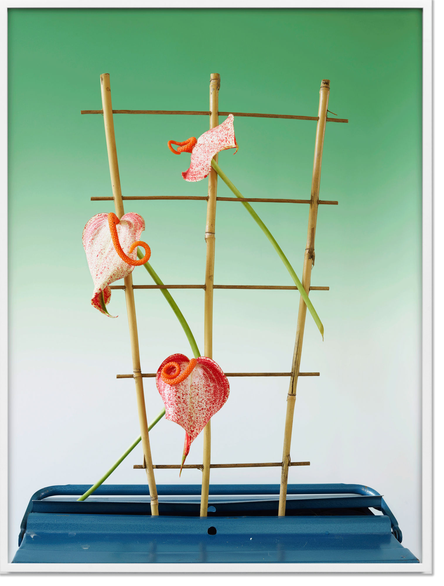 Anette Kelm Lilly #2, 2018