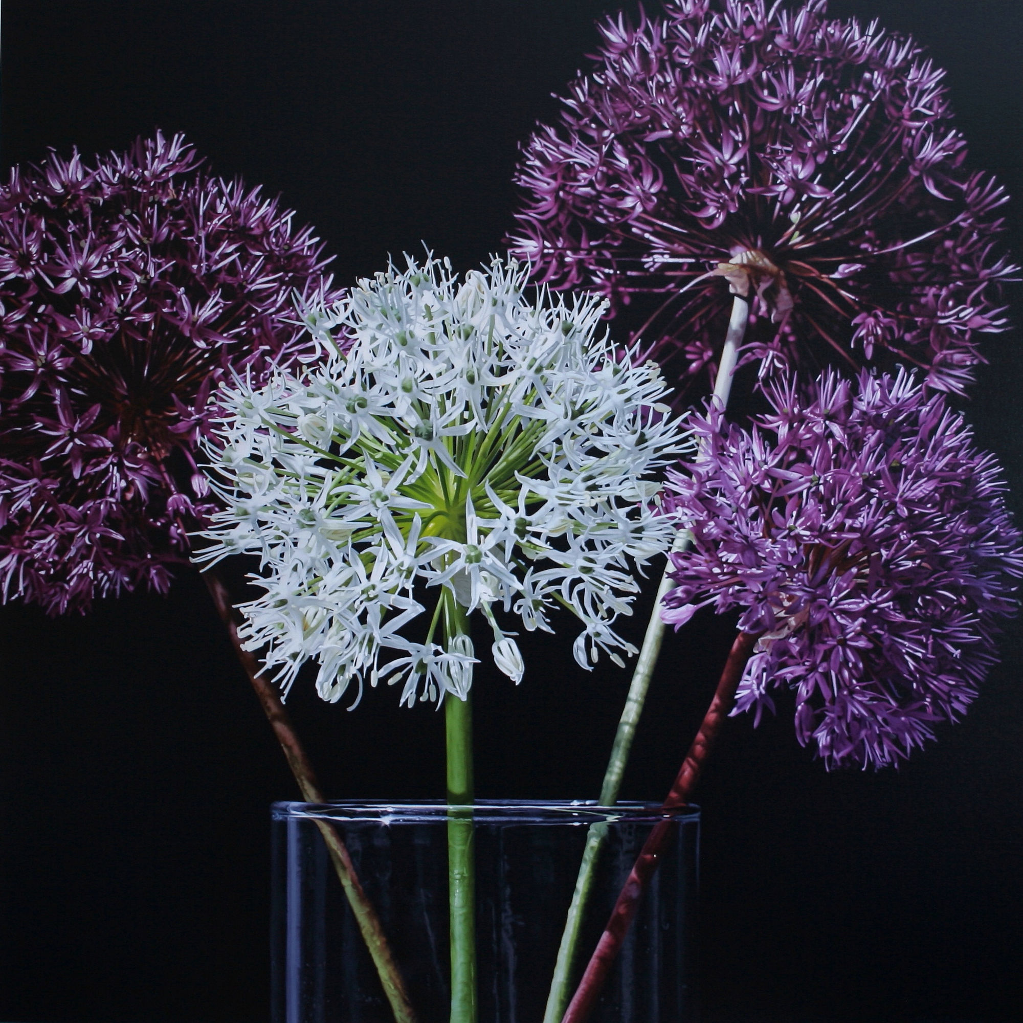 Glen Semple "A Little Bit of Allium" 120 x 120 cm Acrylic on canvas