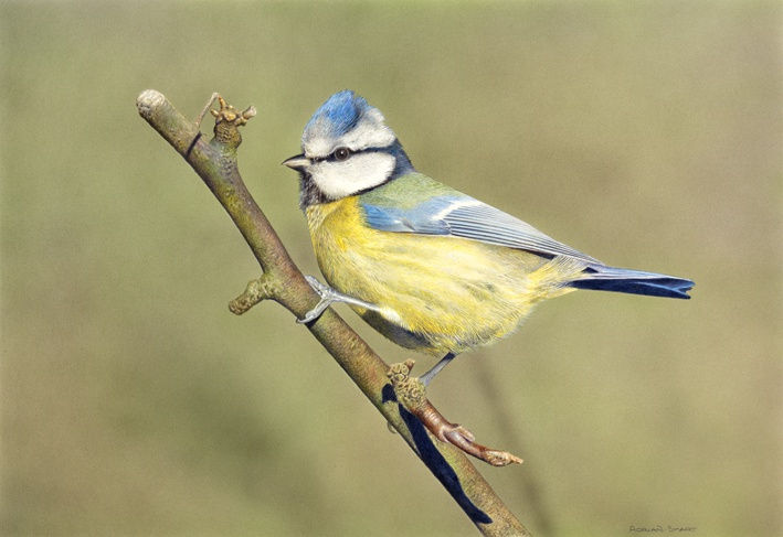 Adrian Smart "Bluetit" Watercolour on board 25.5 x 37 cm