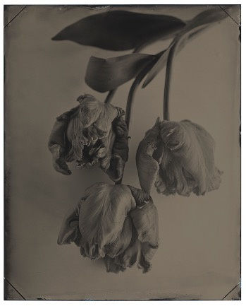 TIF HUNTER, TULIP FLOWERS, 2023