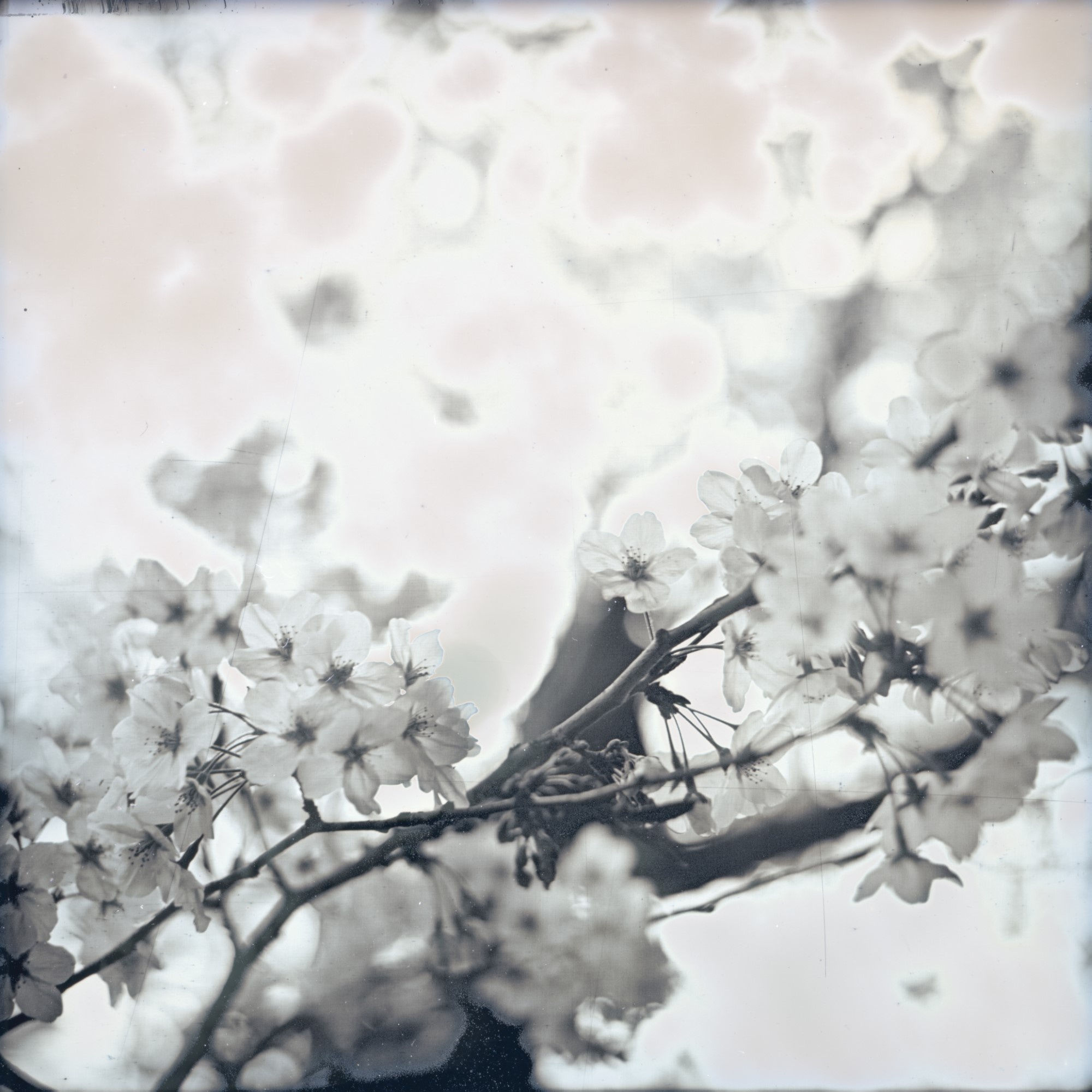 Takashi Arai, Sakura Bandobashi, March 28, 2019