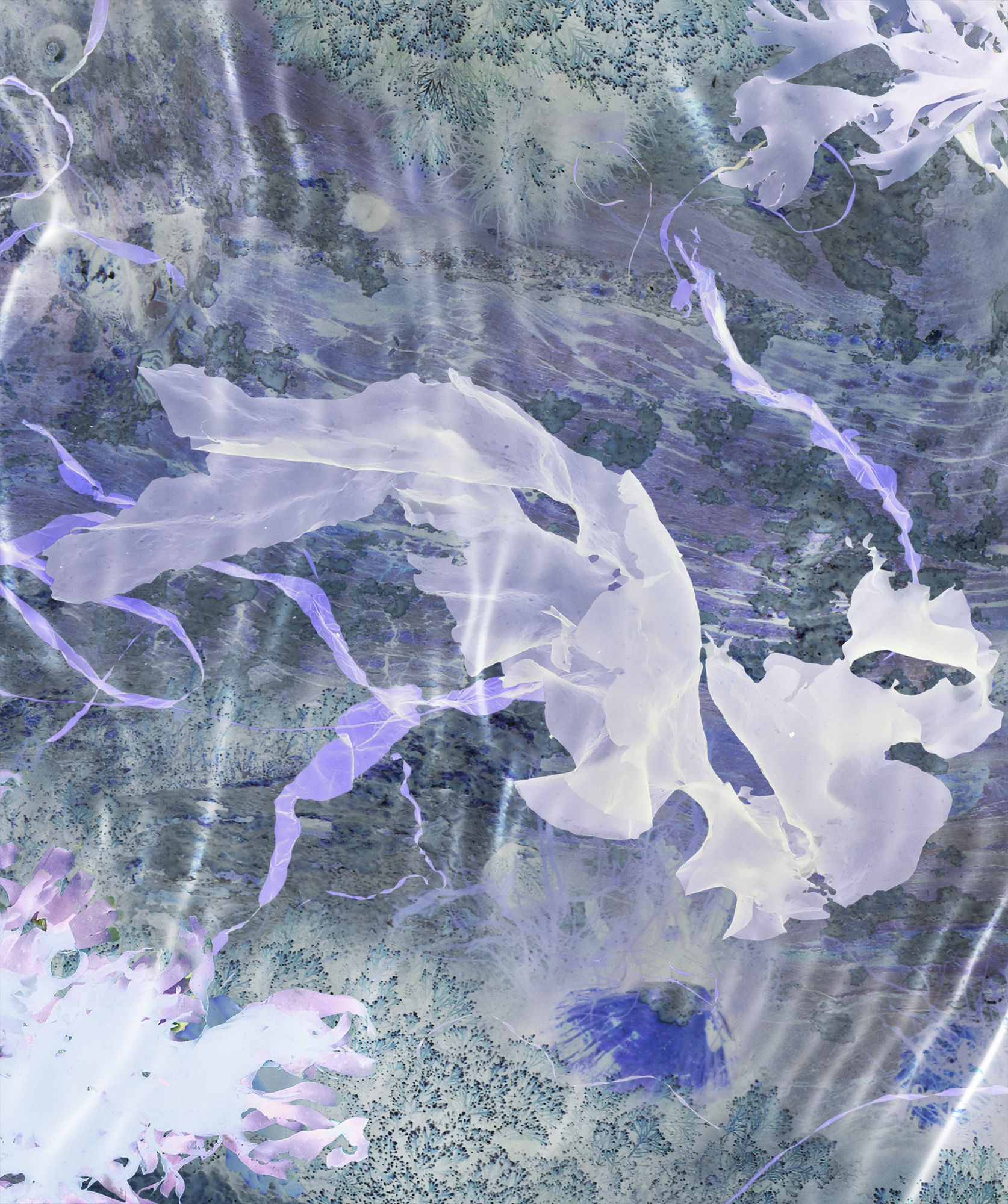 Susan Derges, Ocean Flowers 1, 2019