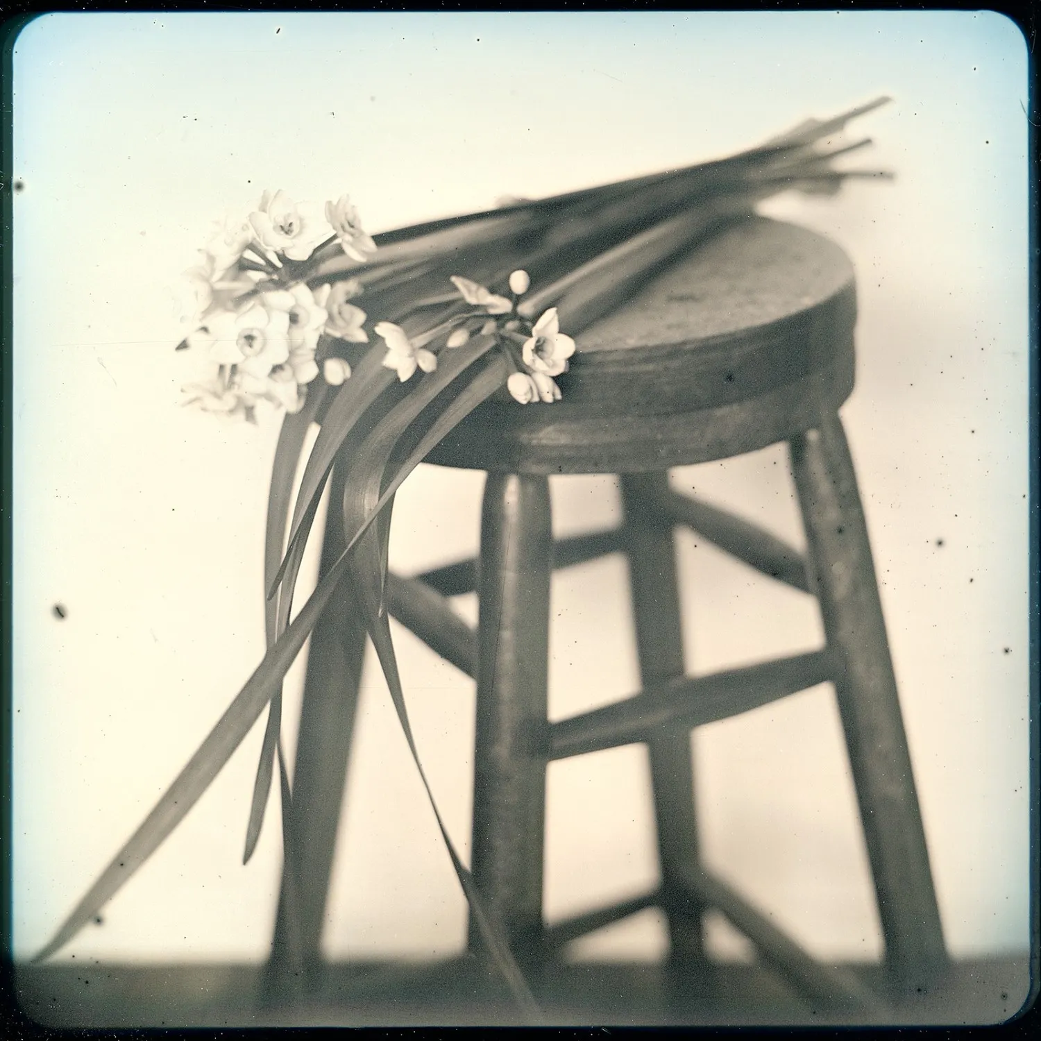 Takashi Arai, March 7 Narcissus, Kawasaki, 2020