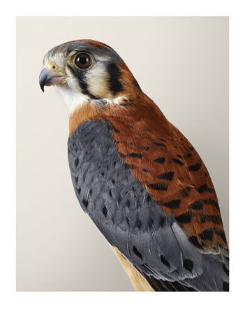 Leila Jeffreys, 'Bob' Kestrel, 2015
