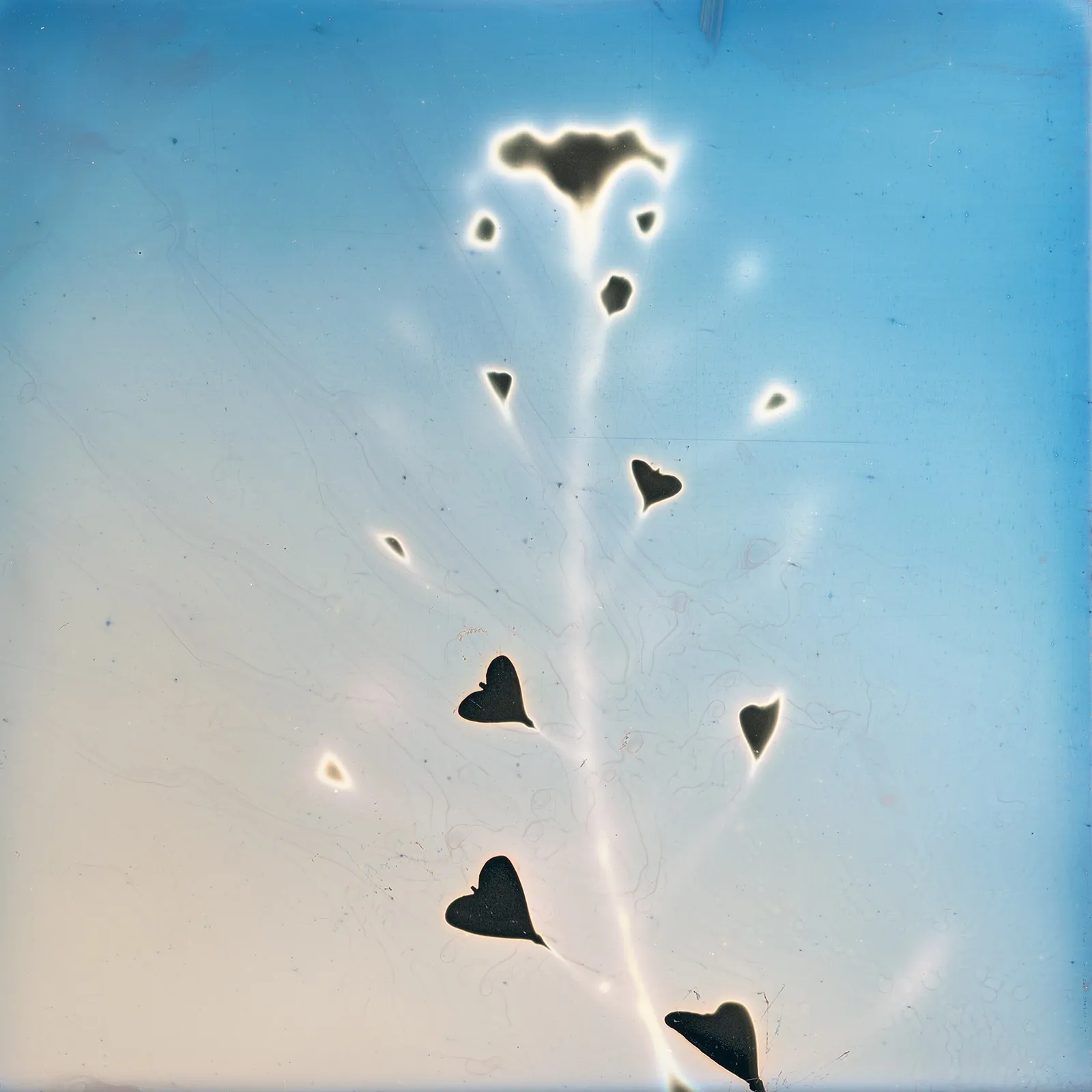 Takashi Arai, Shepherd's Purse, 2020