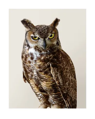 Leila Jeffreys, 'Forrest' Great Horned Owl, 2015