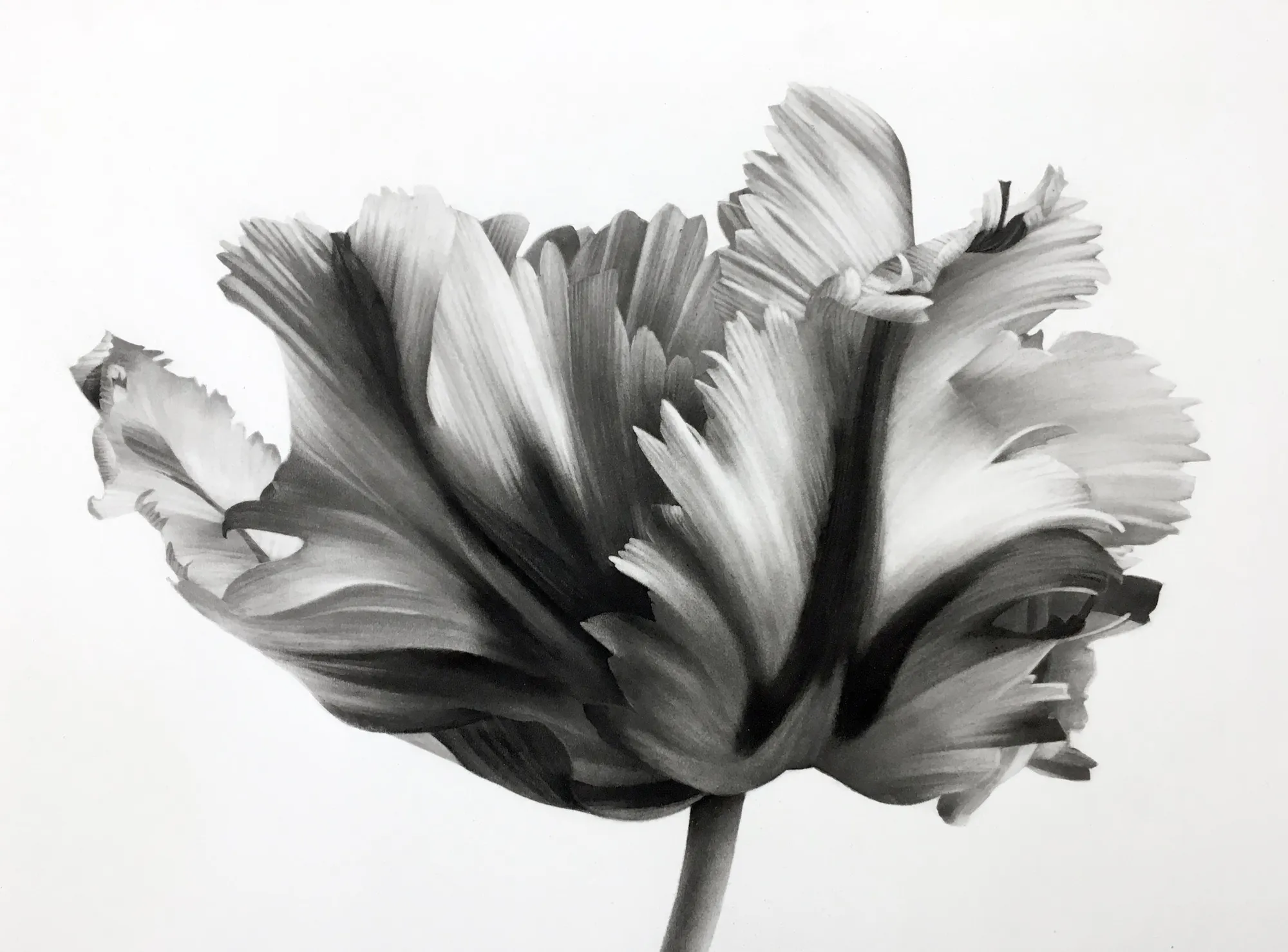 Jonathan Delafield Cook, Tulip 2 , 2021