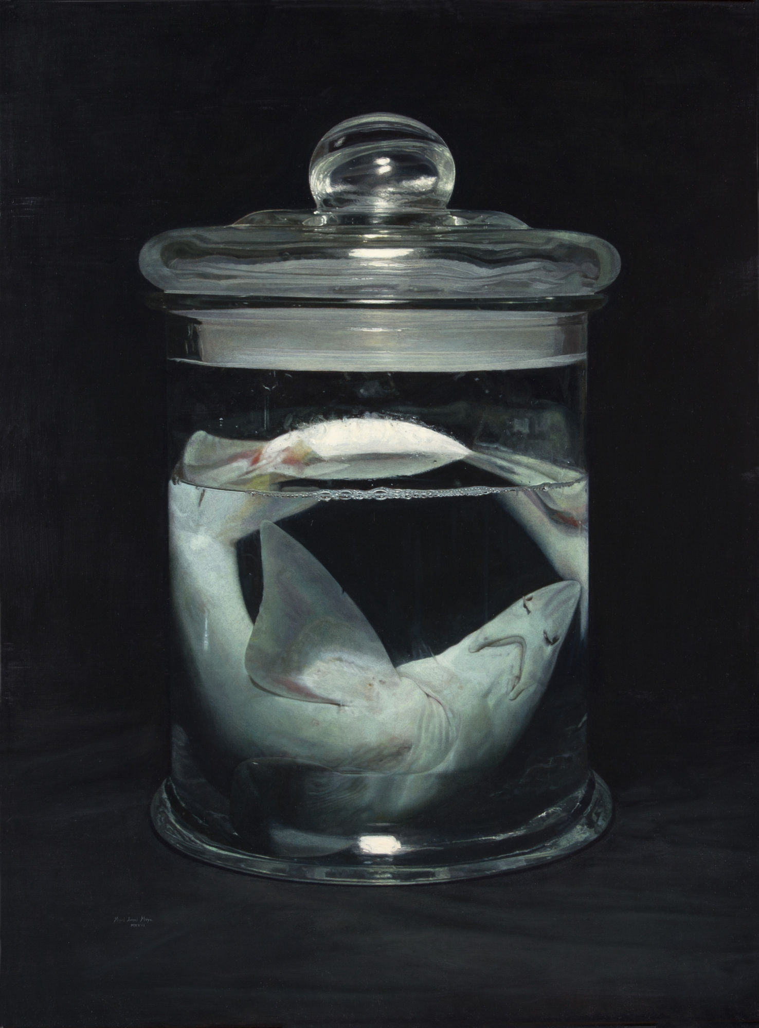 Miguel Angel Moya Shark, 2016