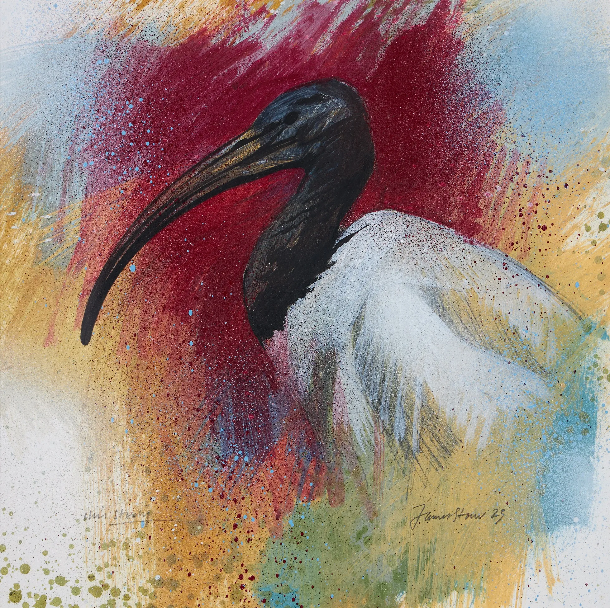 Jim Starr, Sacred Ibis