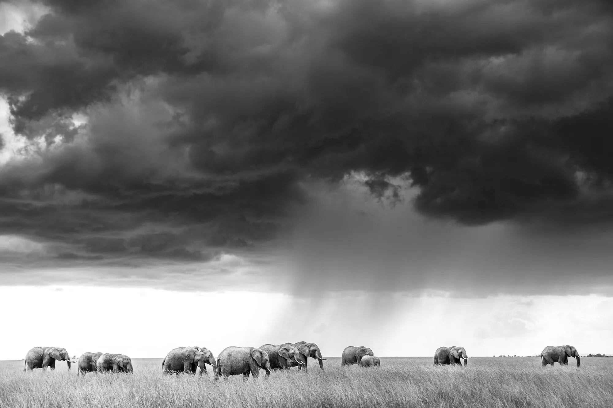 Harry Blakey, Storm elephants