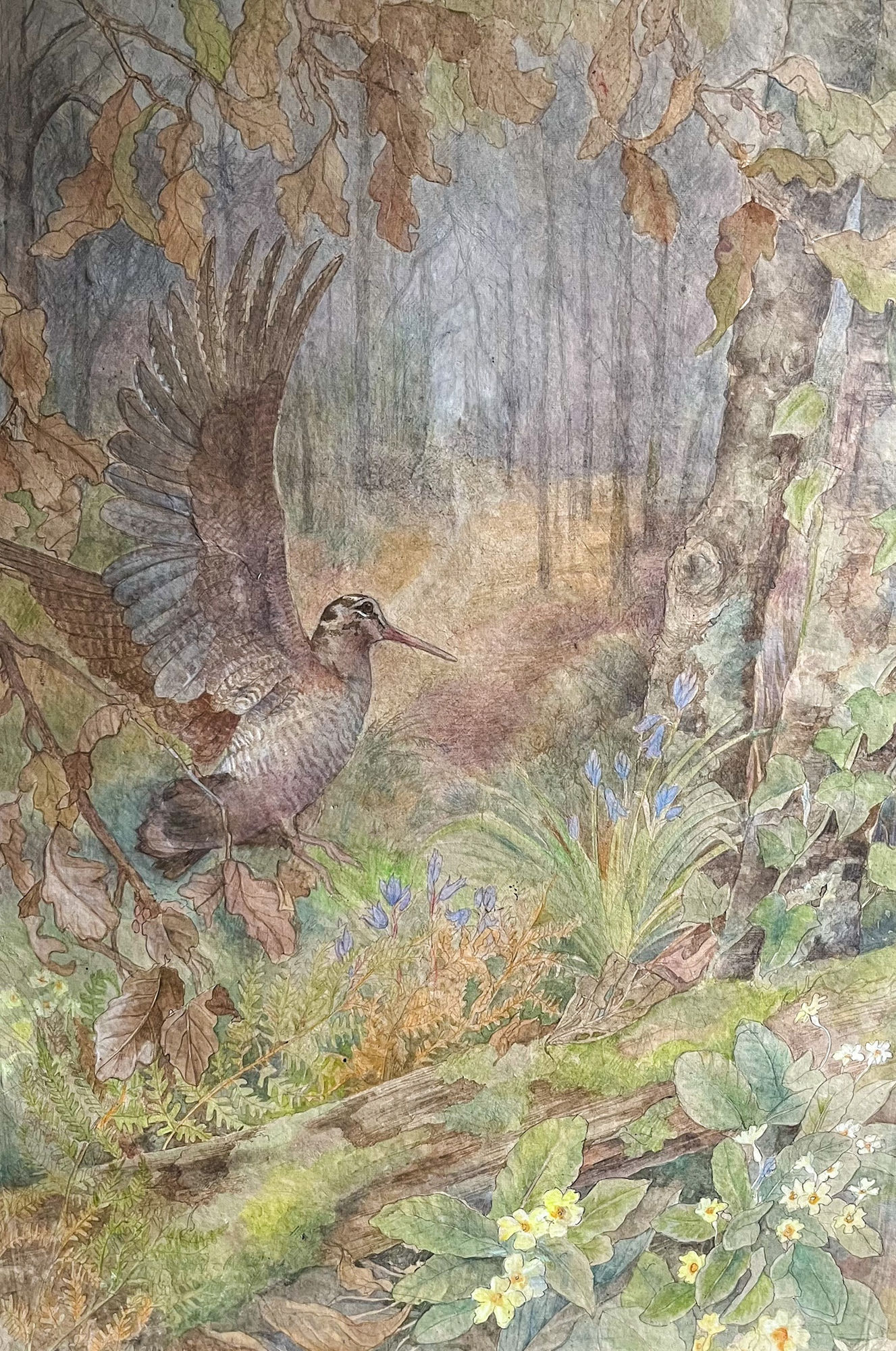 Emma Faull, Woodcock