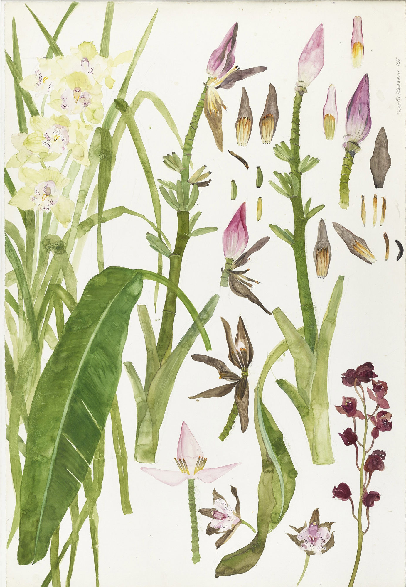 Elizabeth Blackadder, Orchids and Bananas, 1989, watercolour, 69 x 102 cm