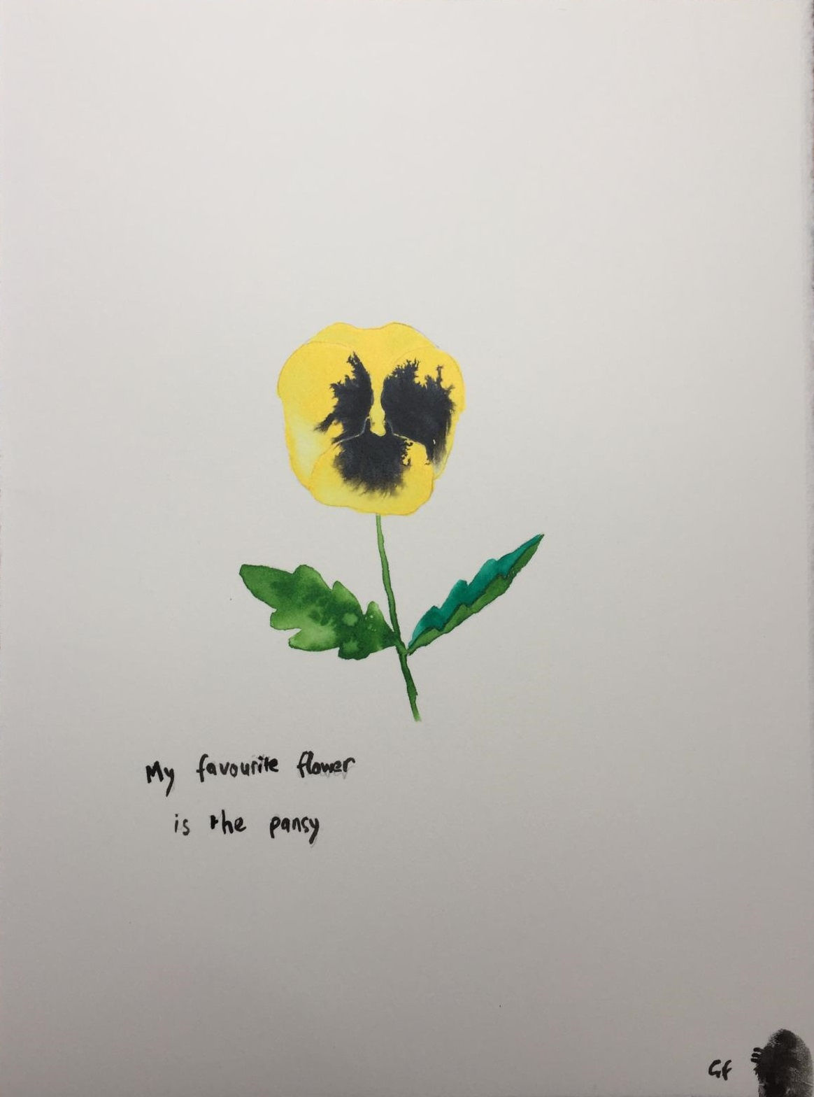 Graham Fagen RSA (Elect), My Favourite Flower is the Pansy (Yellow and Black), pencil & indian ink