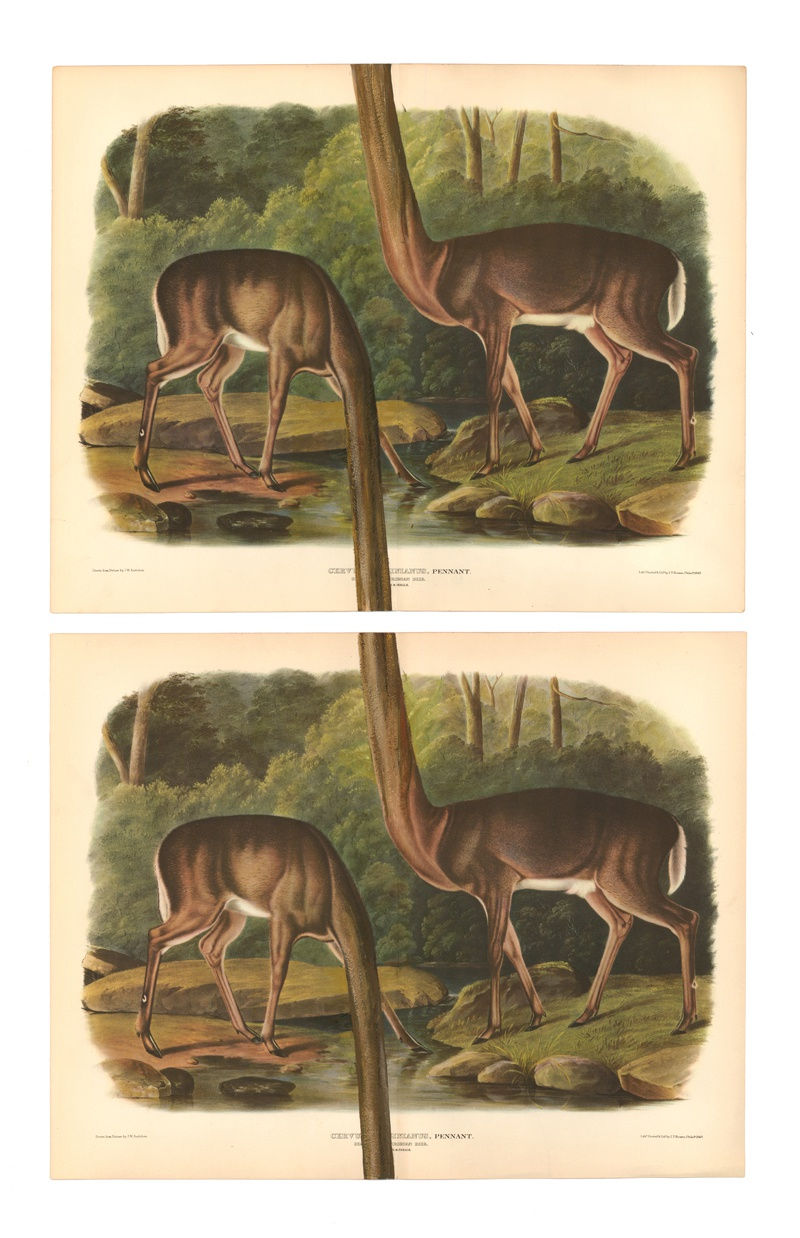 DANIEL HOROWITZ - CERVUS ITERATIVUS - 2016 - GOUACHE, ANTIQUE LITHOGRAPH - 2 X 29 X 36,5 CM