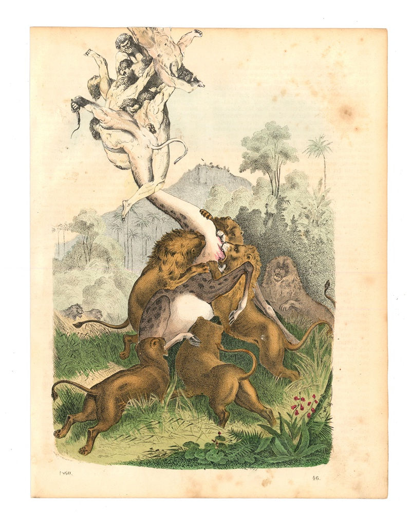 DANIEL HOROWITZ - HYDRA CAMELOPARDALIS - 2016 - GOUACHE, COLLAGE, ANTIQUE LITHOGRAPH - 25,5 X 19 CM