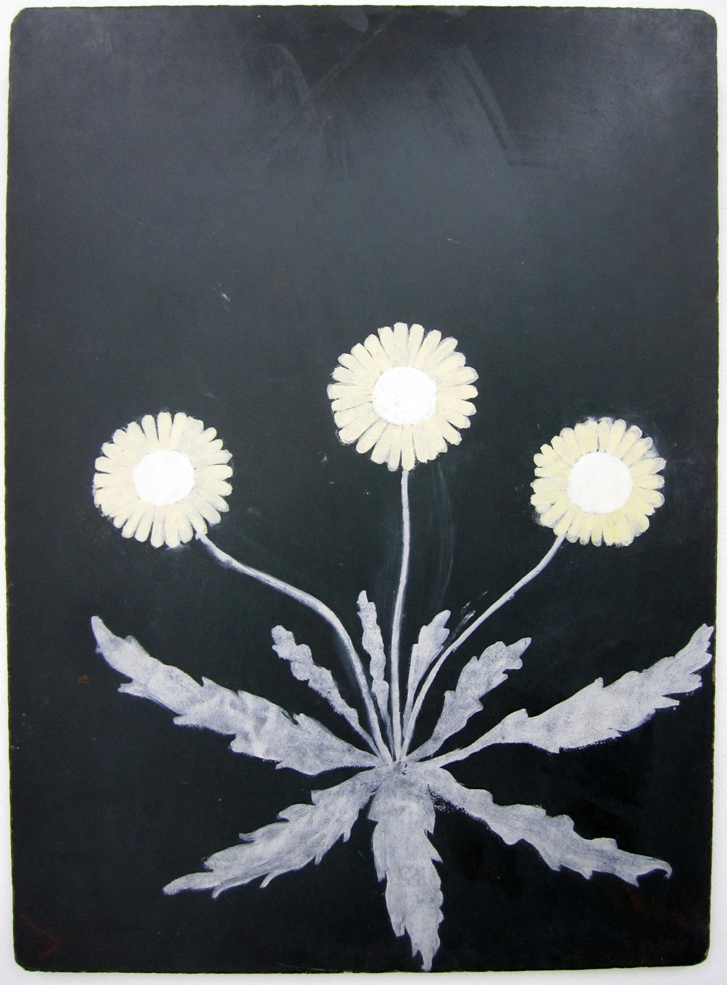 Kate Daw, W. Morris, daisy 1, 2011