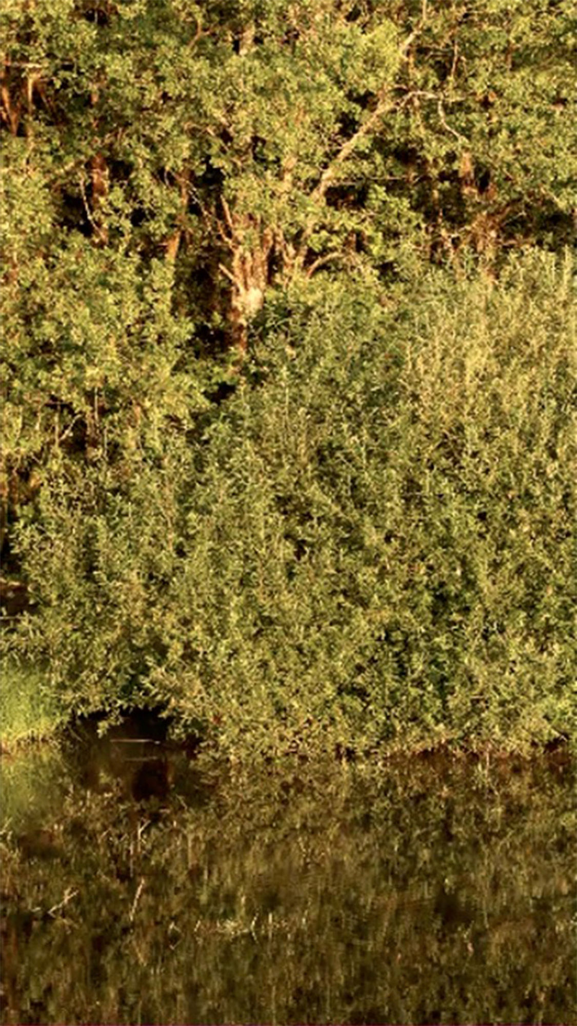 Jeffrey Blondes Le Grand Etang West 2