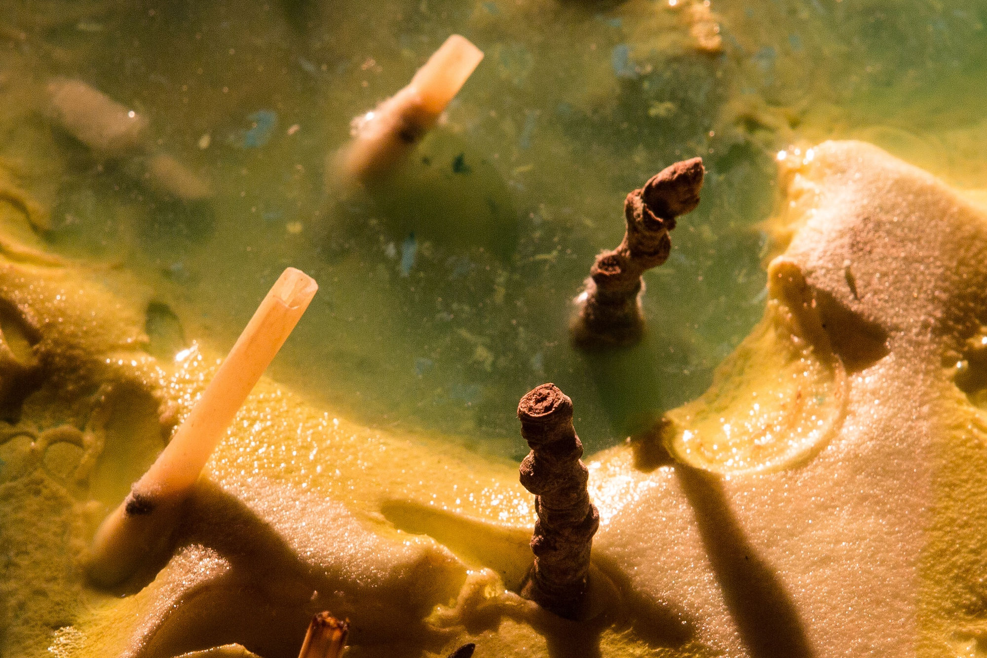 Samara Scott Sorrow cottages, 2014 Insulation foam, water, spaghetti, incense sticks, electrical wiring, nail varnish, nuts, snow spray