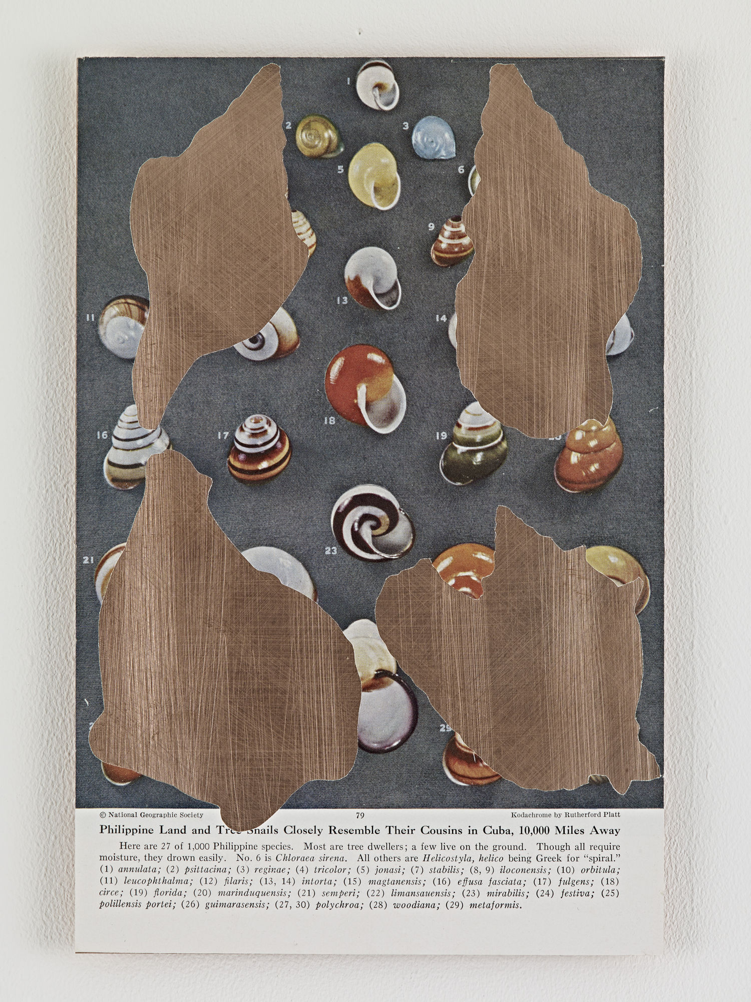 Paul Merrick In The Dance Of The Skeletons #4, 2019