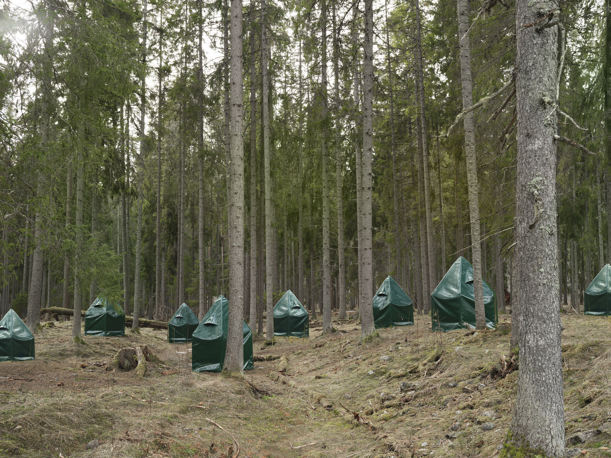 Silvia Camporesi, Kistefos Sculpture Park, 2025, Inkjet print on Hahnemühle FineArt Pearl paper mounted on Dibond, painted wooden frame, UV70 museum glass. Edition: 1/5 + 2 A.P. cm 60 × 80 (framed: cm 64 x 84) Courtesy of the artist and z2o Sara Zanin