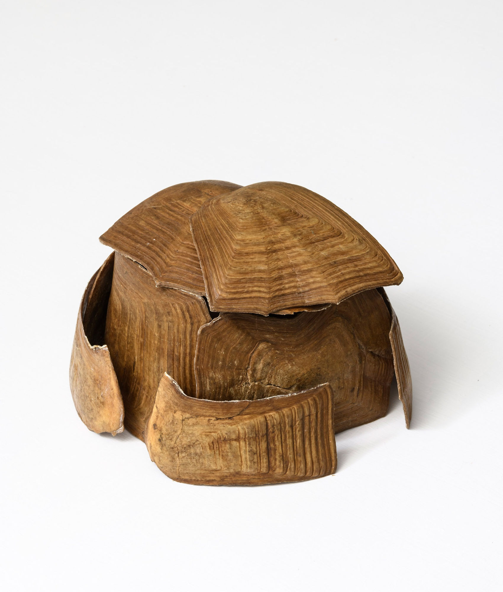 Giovanni Kronenberg Senza Titolo, 2022 reassembled tortoise shell cm 18 x 21 x 14 ph. Giorgio Benni