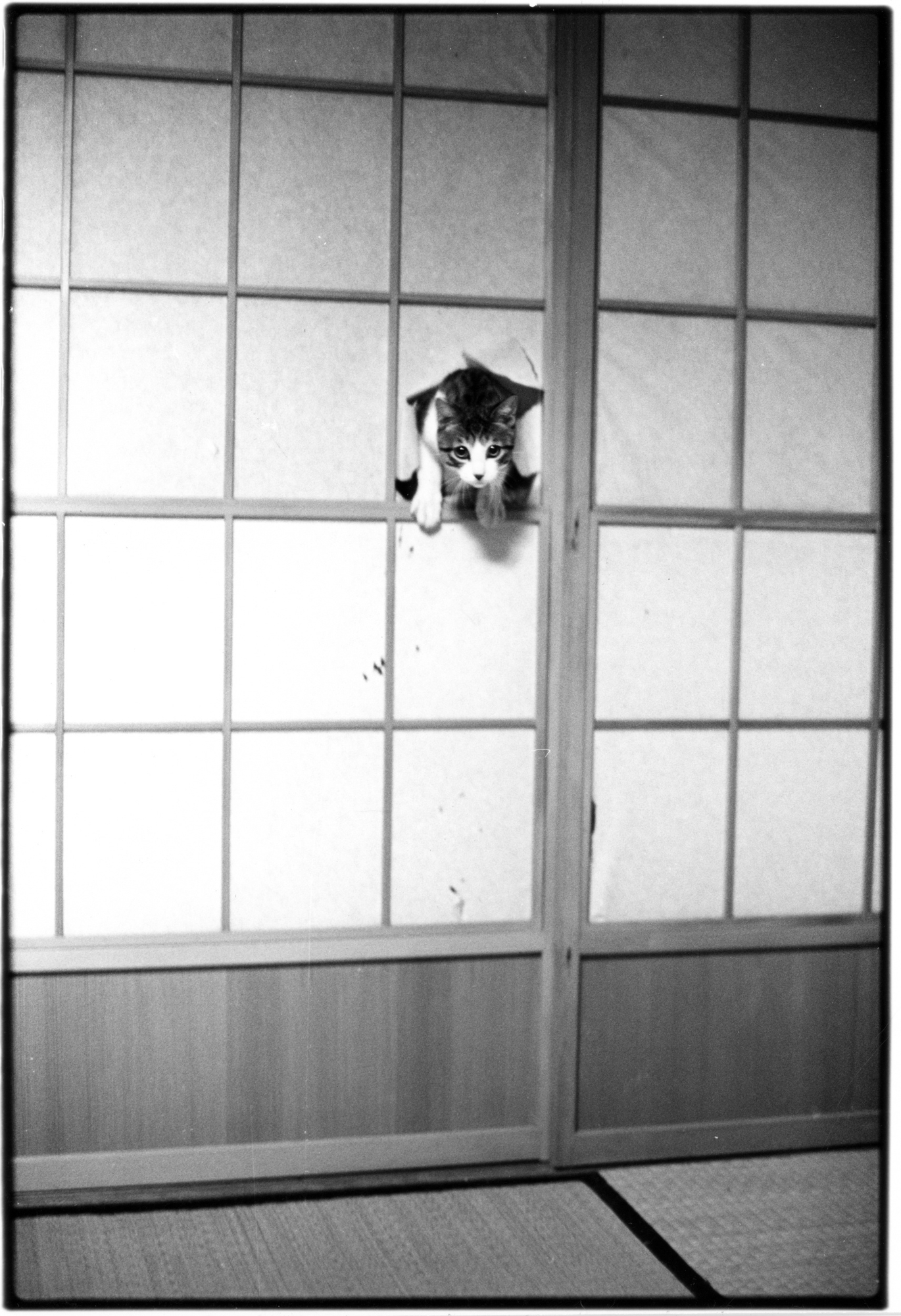 Masahisa Fukase, Sasuke!! My Dear Cat, 1978