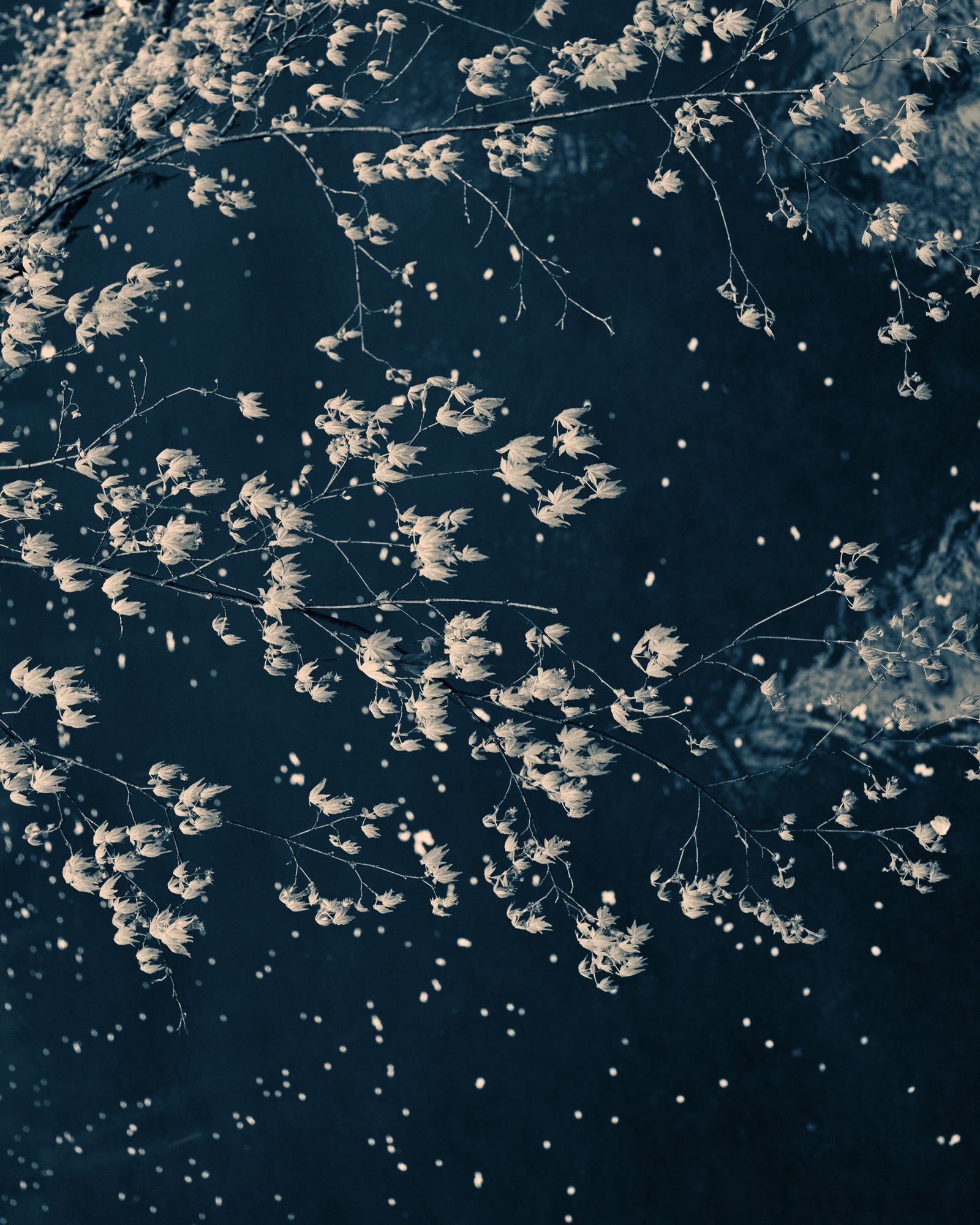 Albarrán Cabrera, The Mouth of Krishna, #280, 2016