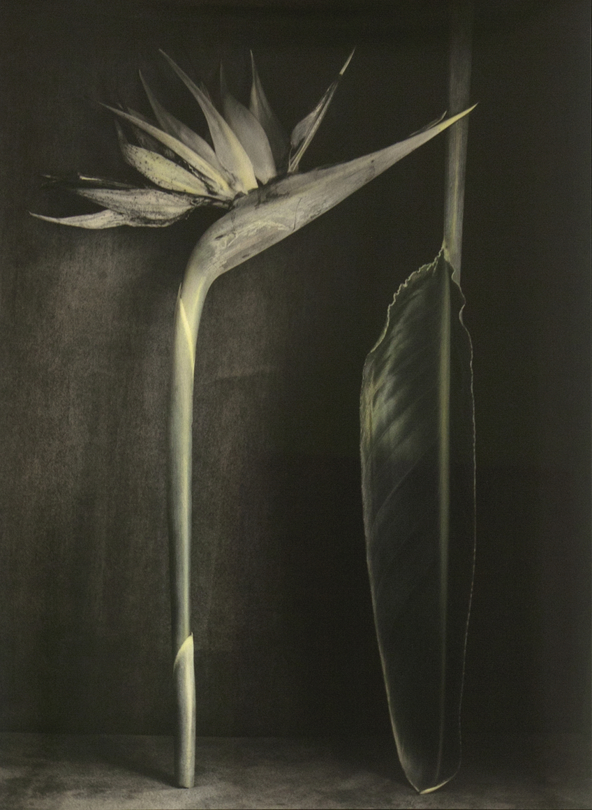 Papageienblumen (Parrot Flower), Rostock 2021