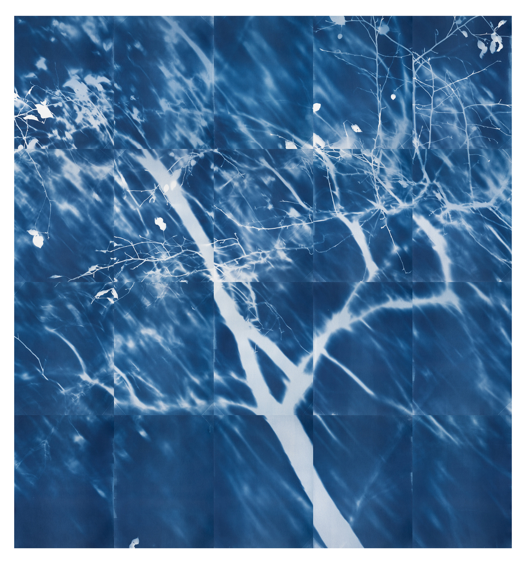 multi panel cyanotype of a crab apple tree
