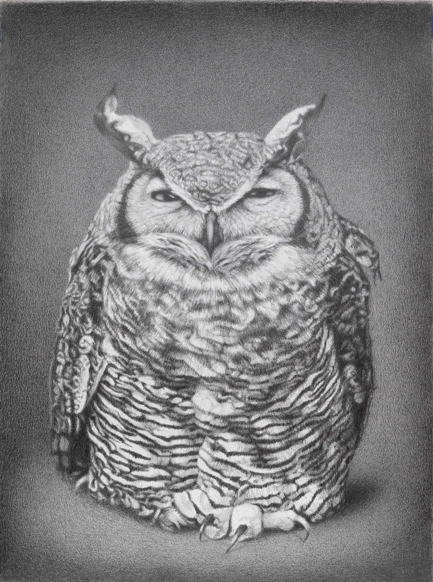 SUSAN MCDONNELL , Old Owl, 2025