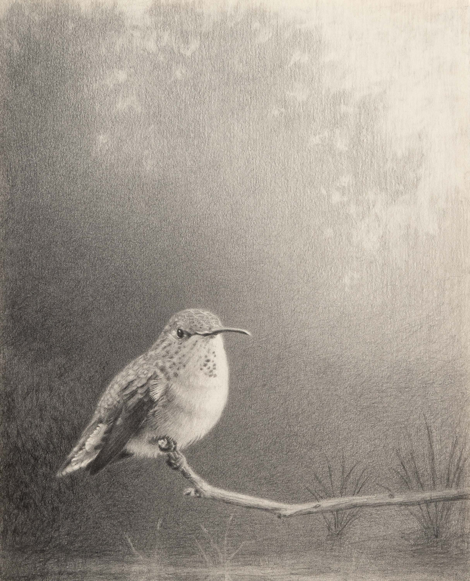 SUSAN McDONNELL , Hummingbird Noir, 2026