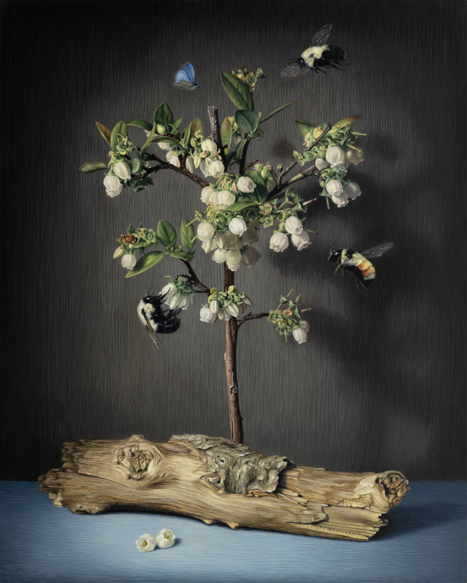 SUSAN McDONNELL , Bumblebees and Blueberry Blossoms, 2026