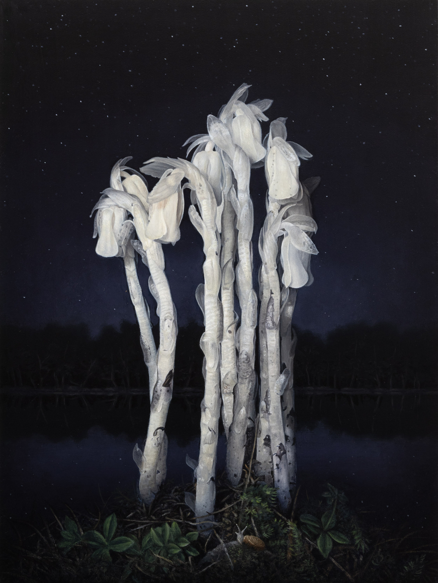 SUSAN McDONNELL , Ghost Pipes on the Lake, 2026
